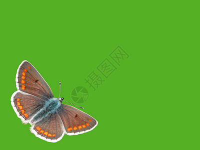 带有蝴蝶背景背景动物群明信片生活绿色翅膀昆虫高清图片