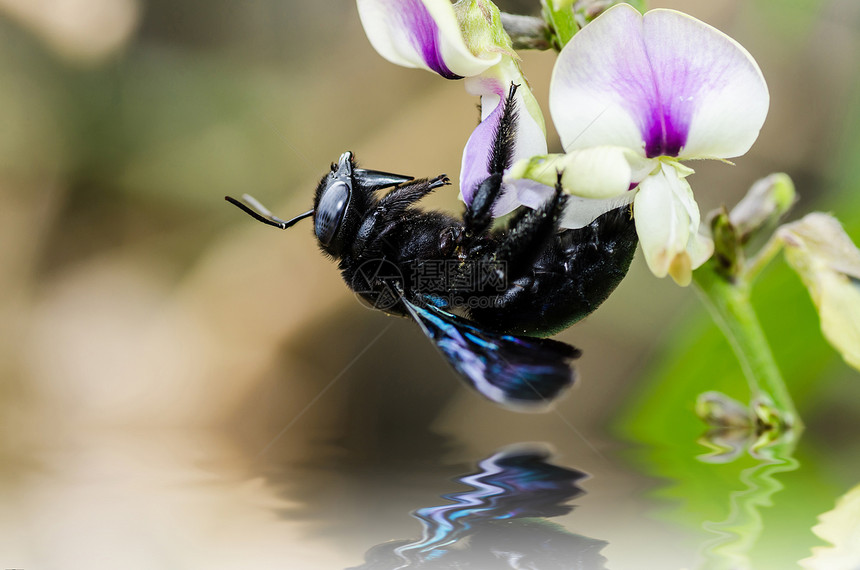 大自然中的木蜂宏观青虫花粉木匠翅膀害虫花蜜花园漏洞昆虫黑色图片