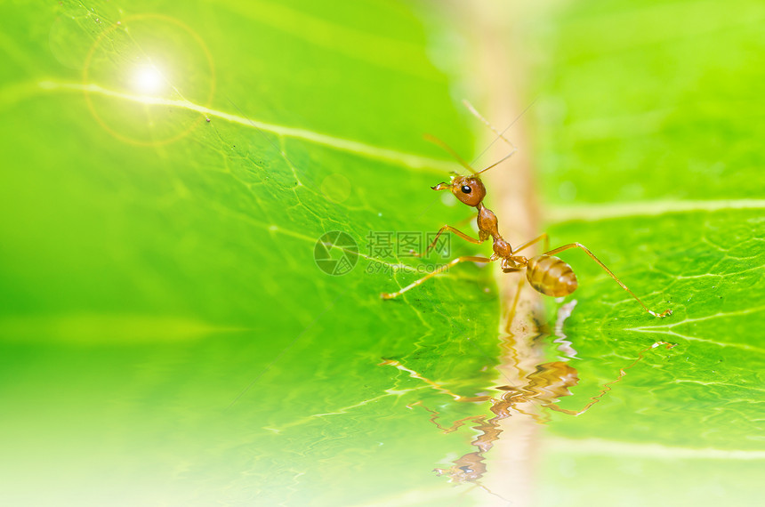 绿色性质的红蚂蚁损害水平工人昆虫宏观红色野生动物橙子生物漏洞图片