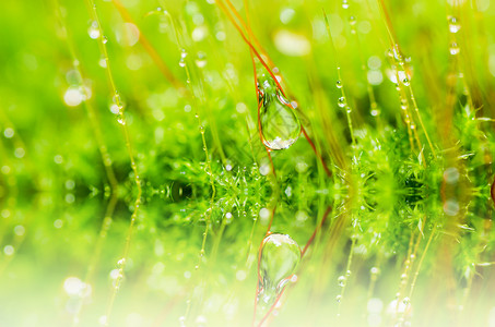 绿色大自然的新鲜苔稼和水滴场地苔藓森林叶子生长宏观背景图片
