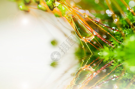 绿色大自然的新鲜苔稼和水滴生长场地苔藓森林叶子宏观背景图片