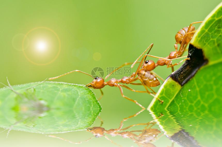 绿色性质的红蚂蚁红色昆虫宏观损害橙子生物水平野生动物漏洞工人图片