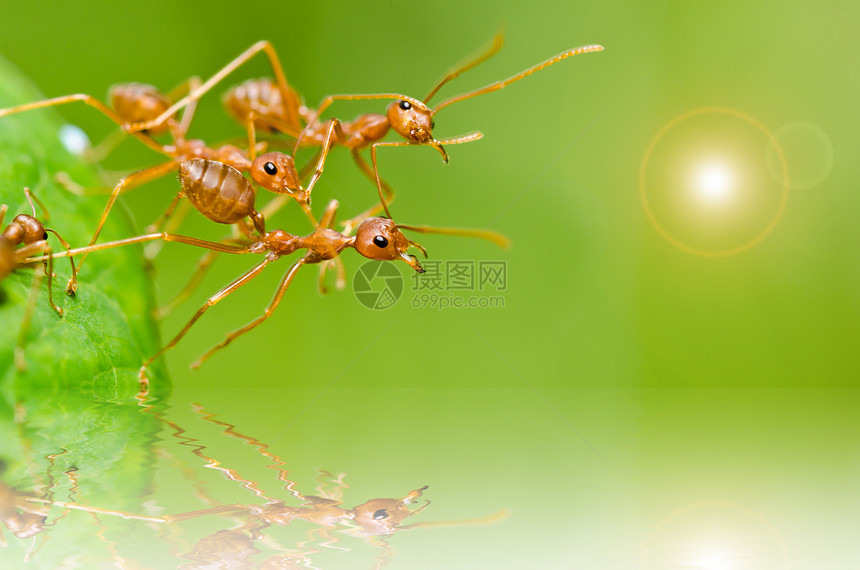 绿色性质的红蚂蚁红色橙子昆虫宏观损害漏洞生物野生动物工人水平图片