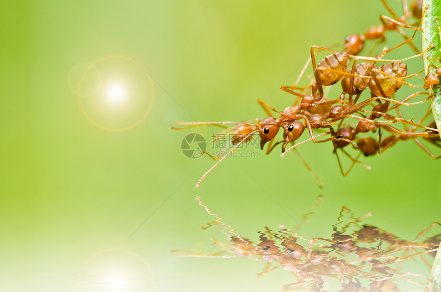 绿色性质的红蚂蚁工人野生动物橙子生物水平宏观昆虫漏洞损害图片