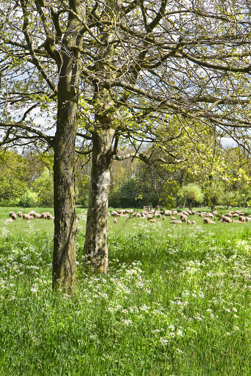春天有羊群的乡村风景砂砾柳树哺乳动物家畜白色树木羔羊羊毛草地绿色图片