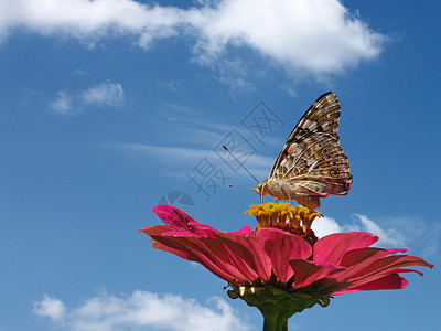 夏季夏天红色季节生活动物蓝色蝴蝶宇宙花朵花园昆虫背景图片