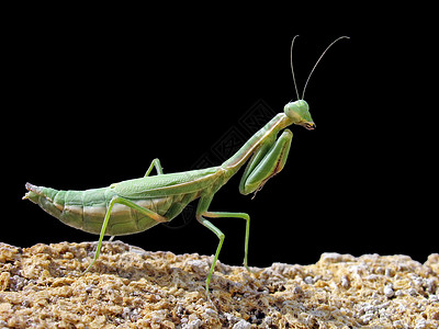 螳螂黑色昆虫动物群动物石头绿色背景图片