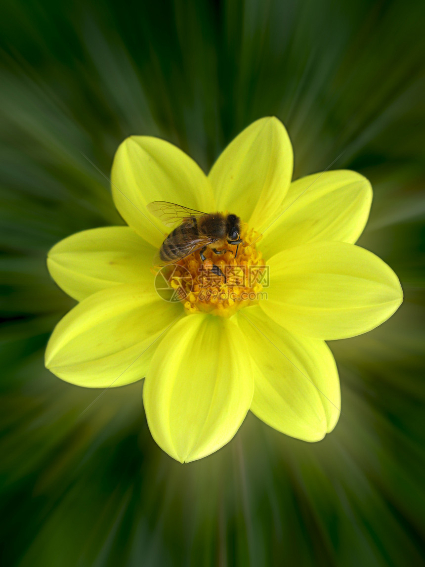 蜜蜂在花朵上荒野环境绿色花瓣昆虫植物草地动物群花粉动物图片
