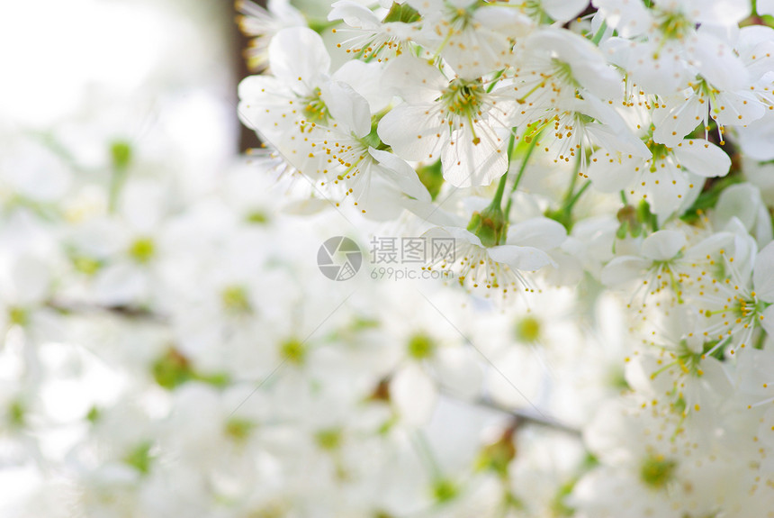 花花瓣白色季节性绿色图片