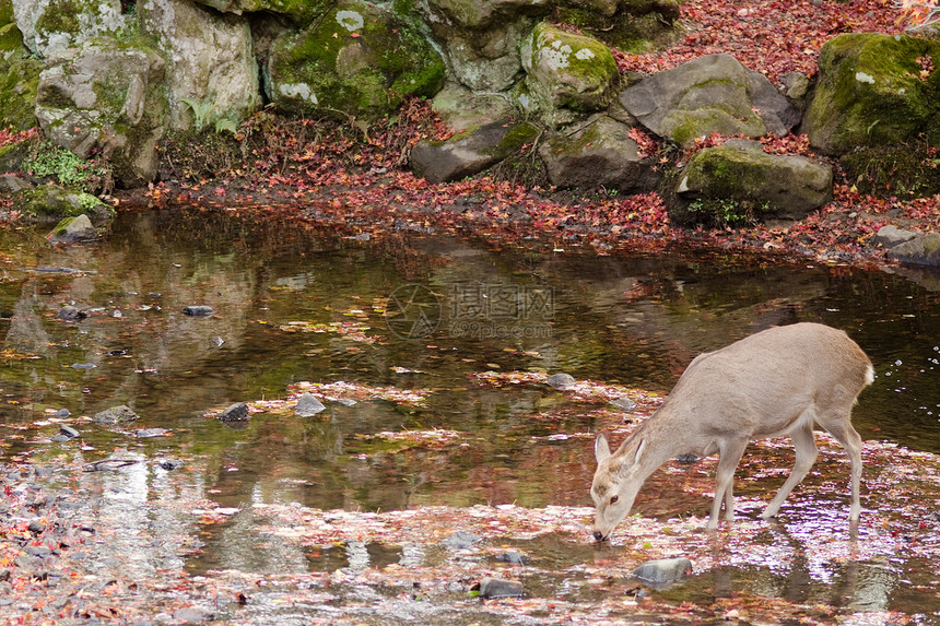 秋季的Sika鹿类饮用水吸引力荒野橙子梅花鹿野生动物草地哺乳动物公园寺庙树叶图片