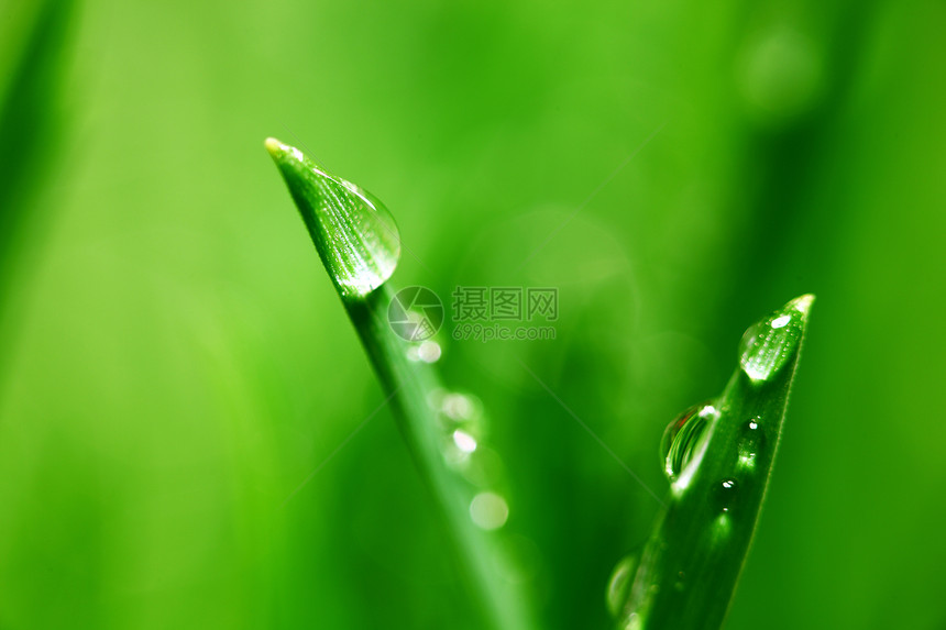 大水滴雨滴宏观植物液体树叶叶子草本植物环境阳光生长图片