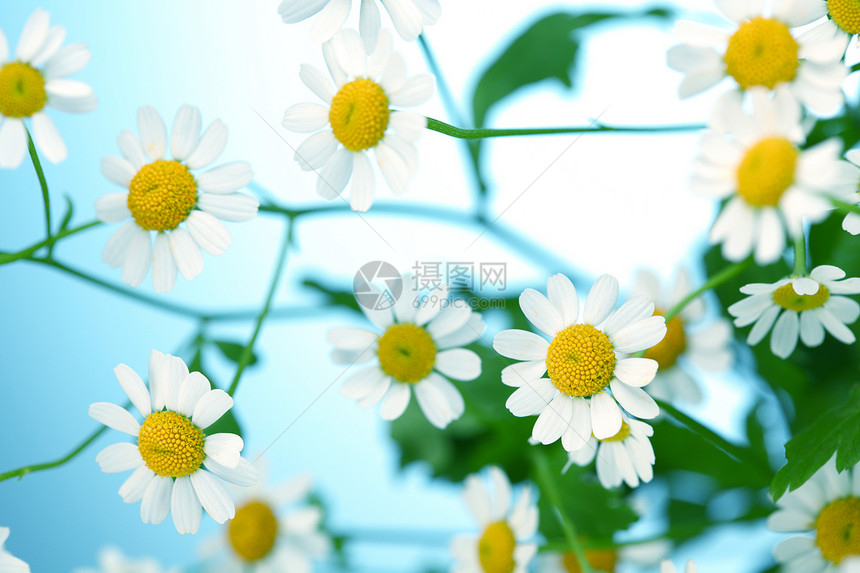 谢米米尔牛眼绿色蓝色菊花黄色雏菊植物群宏观洋甘菊白色图片