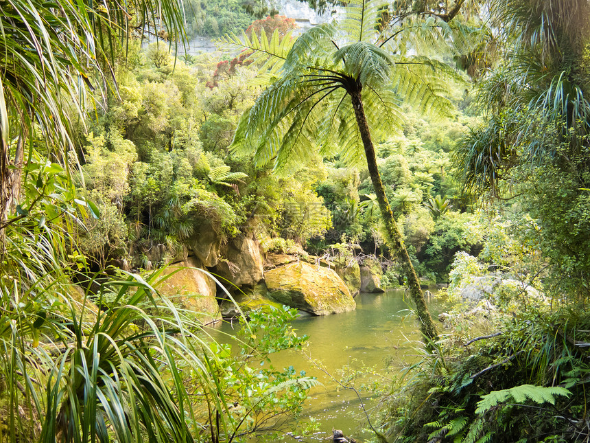 沿着新西兰波罗莱河一带的绿雨林生长植物群银行生态植物树蕨森林支撑处女叶子图片