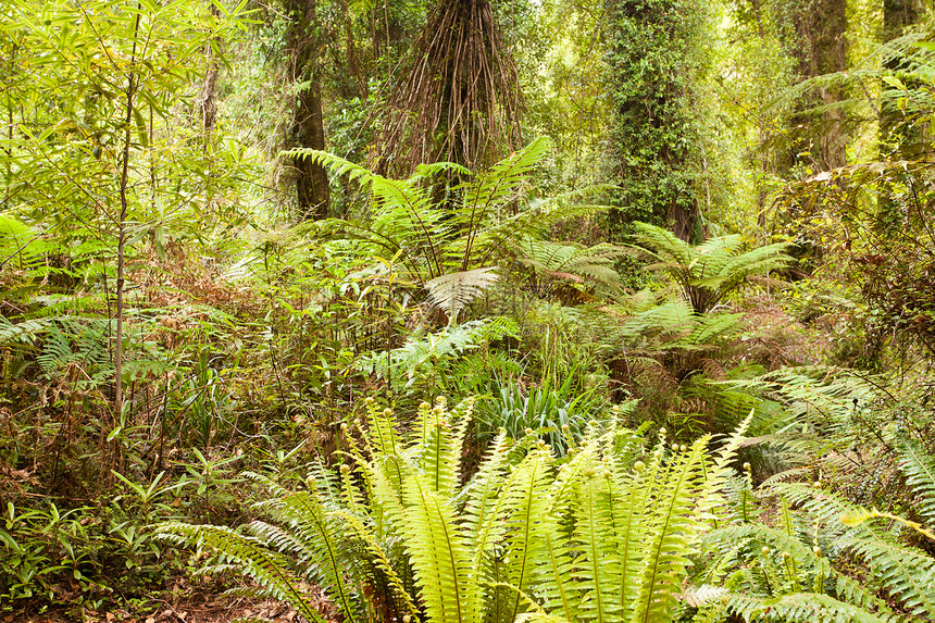 贫化绿色亚热带新西兰雨林图片