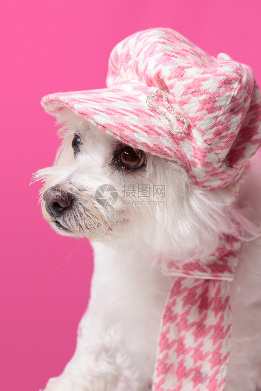 穿冬季时装的毛毛小狗图片