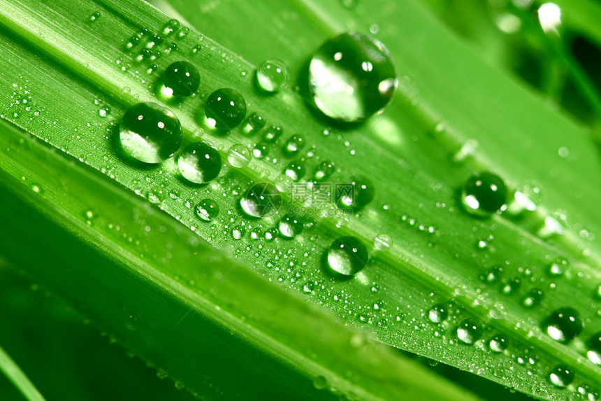 大水滴叶子宏观环境植物刀刃阳光液体草地反射雨滴图片