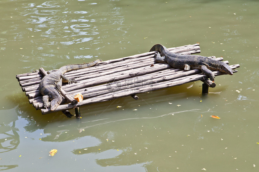 木筏上休息的蜥蜴监测器动物群热带爬虫监视器绿色荒野图片