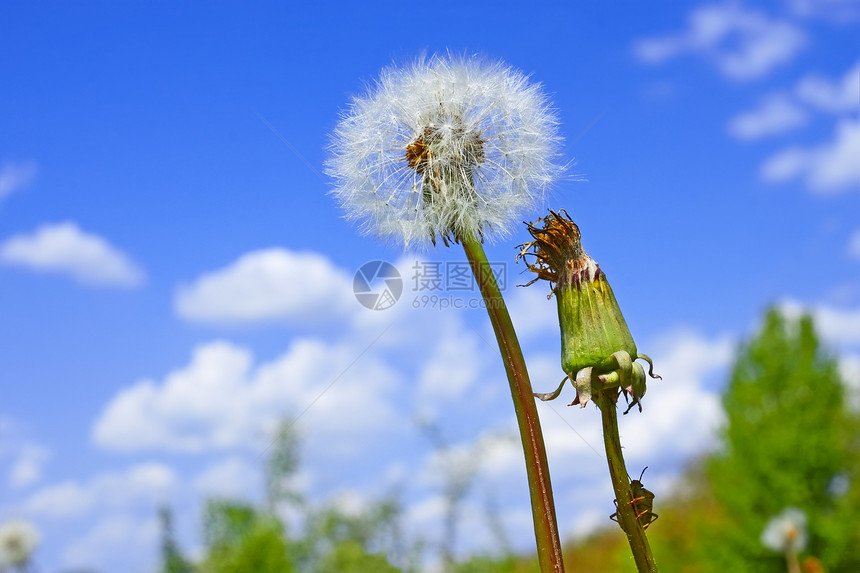 对蓝天的但迪利翁漏洞飞行植物蓝色季节生态种子天空草地动物图片