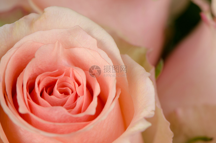 粉红玫瑰花花芳香婚姻叶子念日玫瑰生日礼物紫丁香婚礼感情图片