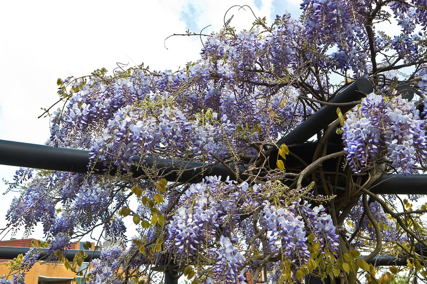 中国紫藤或紫藤中华植物群植物花朵花园蓝色凉棚登山者衬套下雨紫色图片