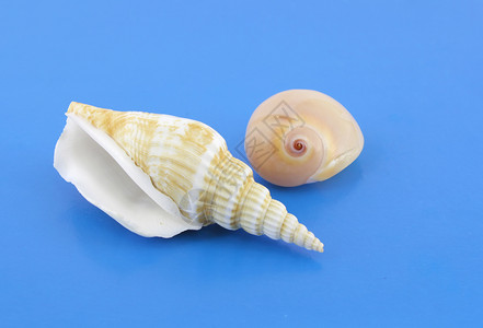 蓝色背景的海壳生活个性软体白色螺旋蜗牛漩涡黄色动物棕色背景图片
