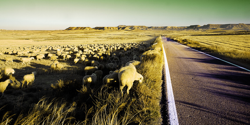羊圈农田草原母羊场地干旱生活羊肉哺乳动物农村地球图片