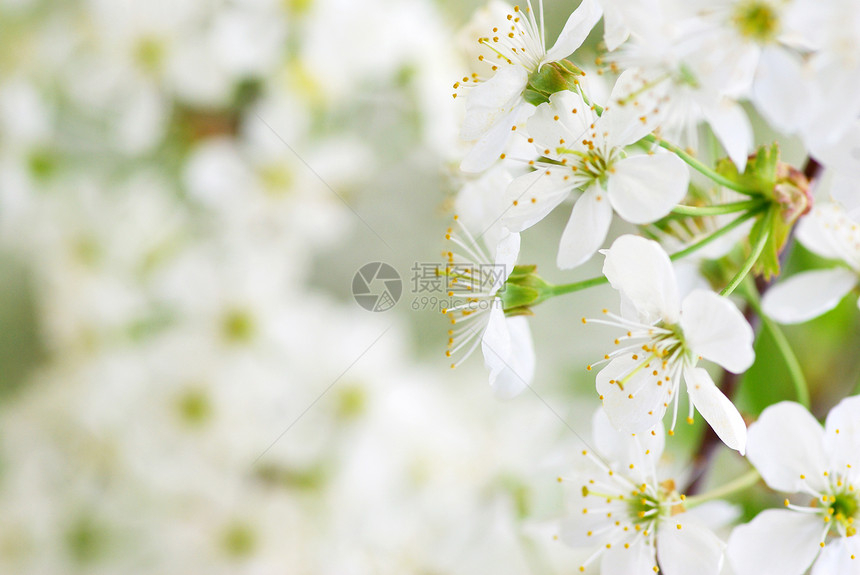 花花瓣季节性绿色白色图片