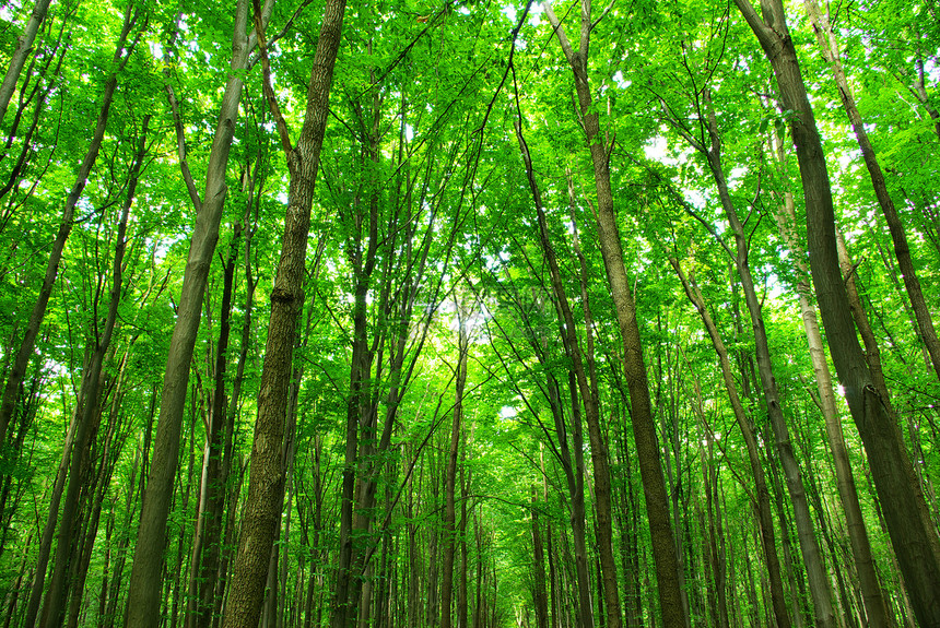 森林生态公园阳光环境绿色植物天堂床单图片
