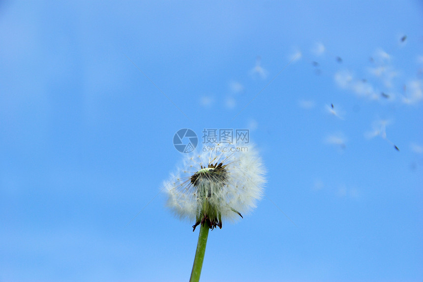 花层愿望天空绿色过敏蓝色花园概念明信片图片