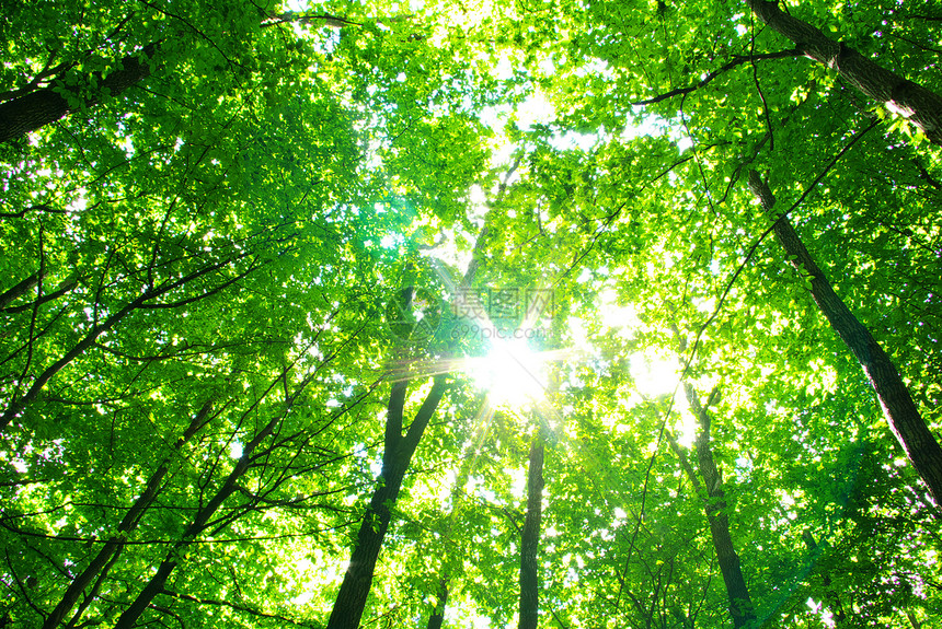 森林床单生态天堂环境公园阳光绿色植物图片