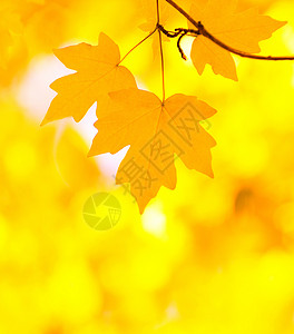 秋季假期森林红色植物树叶橙子叶子环境生长分支机构背景图片
