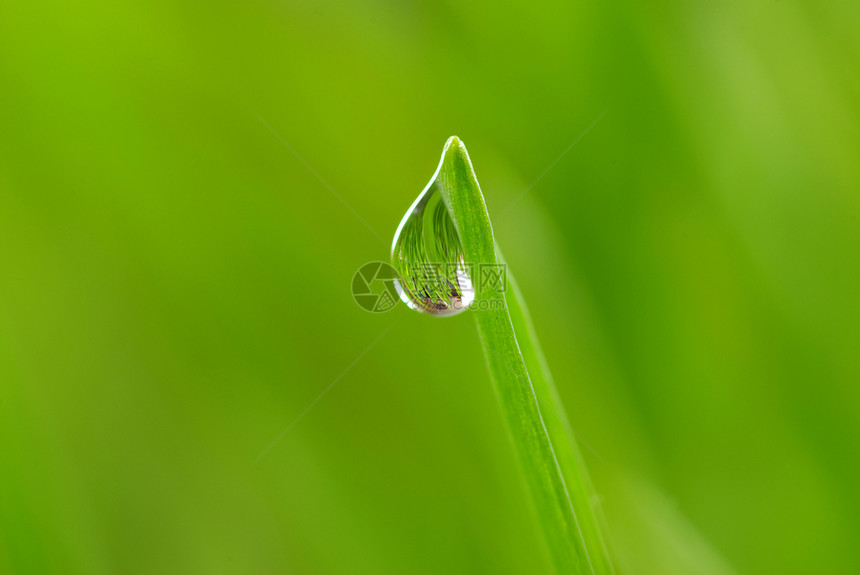 草地上滴水植物雨滴花园树叶绿色草本植物液体宏观生长图片