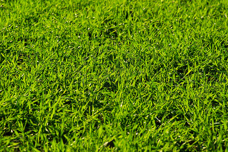 草根纹理草地绿色生长植物活力背景图片