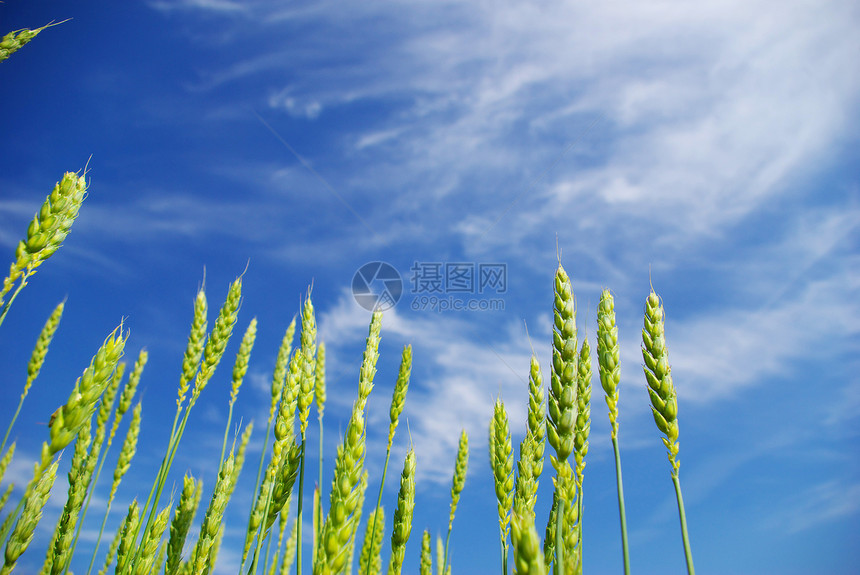 夏季玉米尖刺蓝色生长农民小麦稻草生产种子植物粮食图片