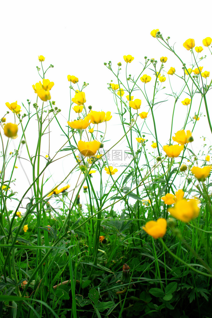 孤立的春花雏菊毛茛幸福场地农田晴天天空假期乐趣自由图片