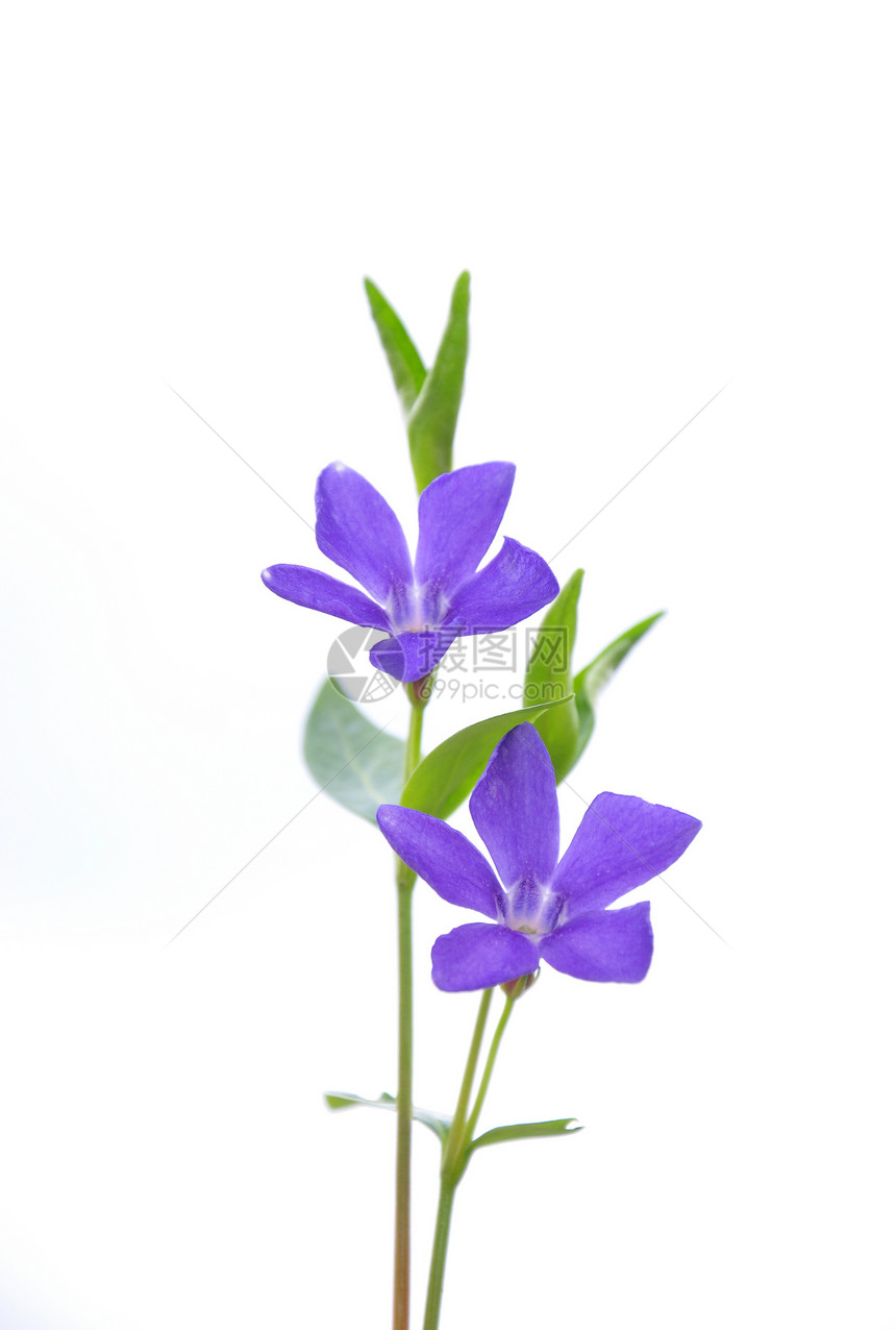 较少温卡未成年人草本植物荒野白色紫色植物群植物蓝色图片