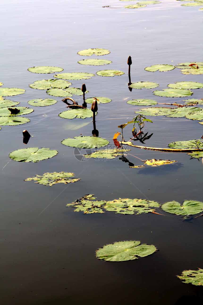 莲花季节植物学花园冥想百合公园叶子热带池塘反射图片