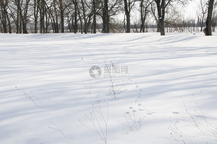 雪地巷城市脚印下雪公园场景痕迹季节假期野兔太阳图片