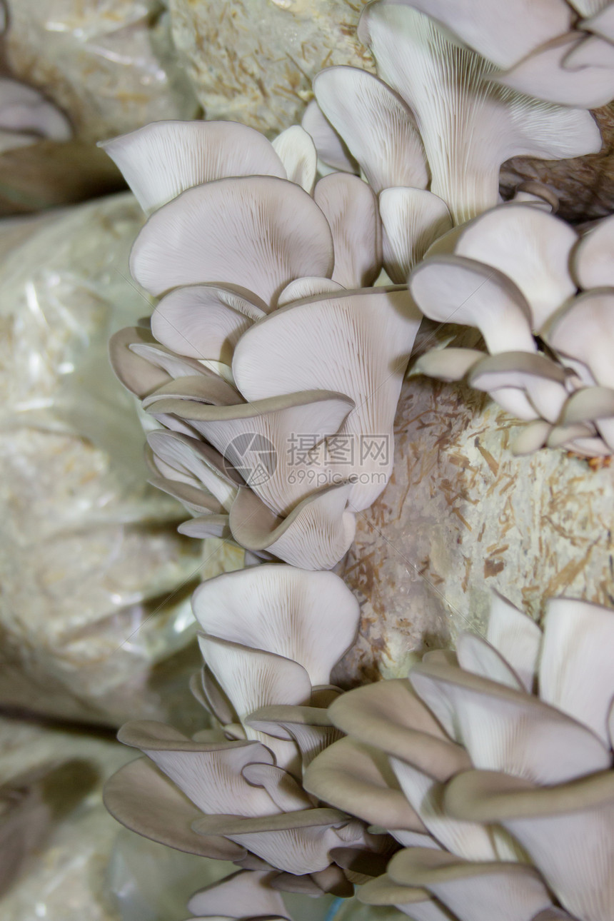 种植牡菇蘑菇稻草植物生长新生代基质栽培侧耳外生菌丝体塑料图片