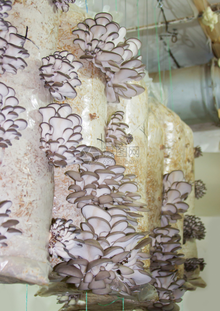 种植牡菇蘑菇外生生产温室生长菌丝体新生代侧耳技术牡蛎收成图片