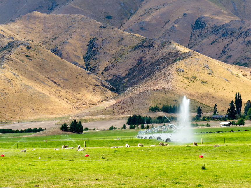 在新西兰奥塔戈中部地区灌溉的平地牧场生长栅栏农田褶皱家畜山麓场地畜牧业洒水器山脉图片