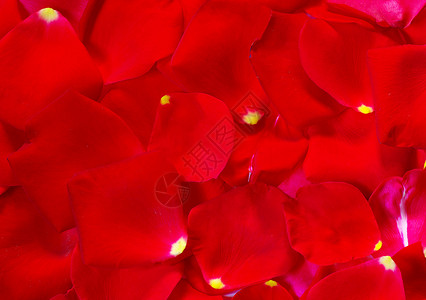 玫瑰花瓣婚姻美丽边界红色宏观背景图片