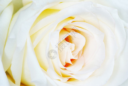 玫瑰白色热情植物晴天花瓣宏观背景图片