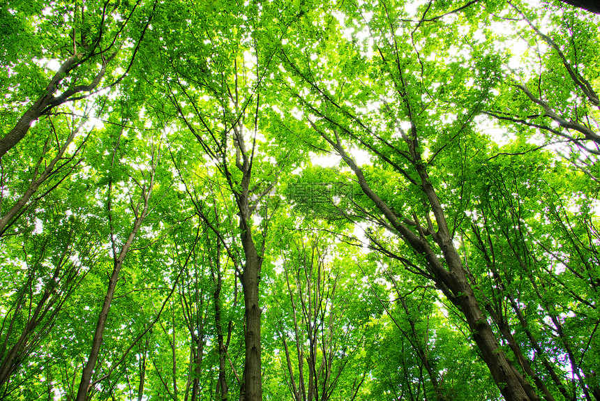 森林阳光天堂床单环境绿色植物公园生态图片