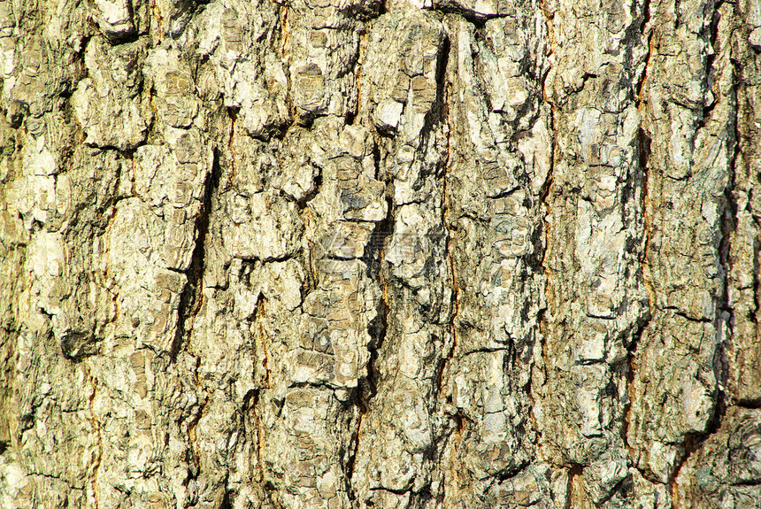 背景线条木材植物力量森林窗饰生物学皱纹橡木阴影图片