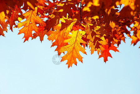 秋季假期叶子橙子红色树叶森林分支机构环境植物生长背景图片