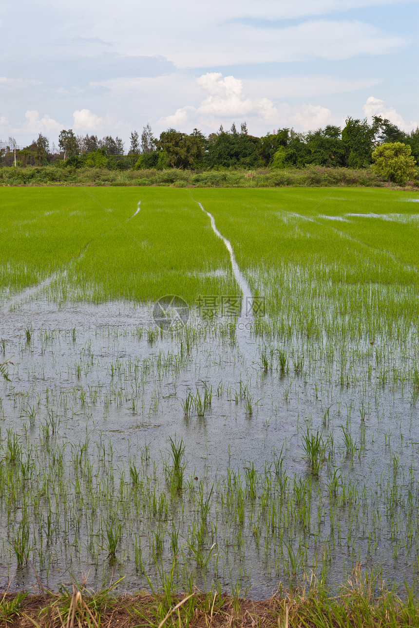 泰国的稻米田生长食物植物耳朵农田收成乡村种子叶子主食图片