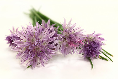 螺线食品紫色厨房宏观草药叶子口味药草食物生态背景图片