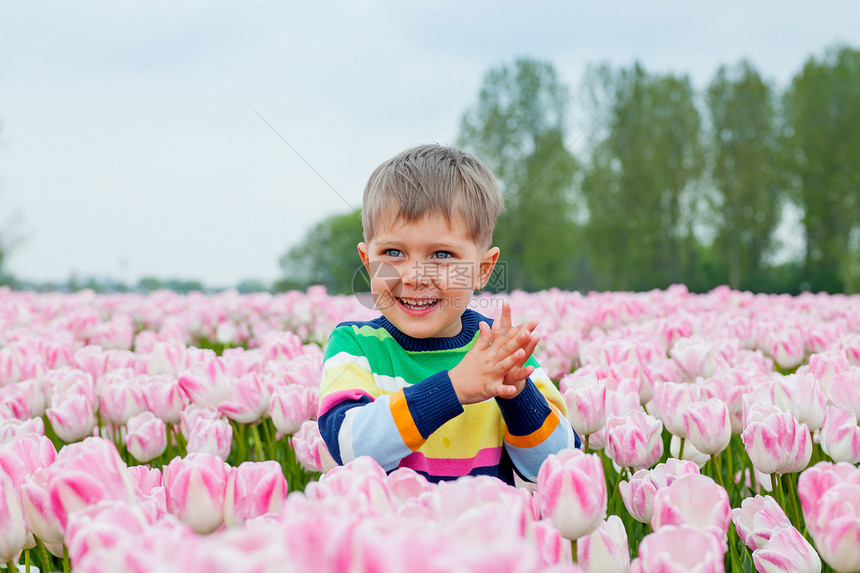 Tullip 域的男孩孩子男性铭文男生花束场地植物群紫色郁金香情感图片