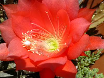 仙人掌花热带植物沙漠植物群肉质红色背景图片